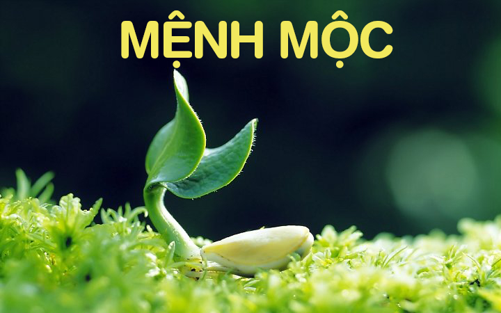 Đặc điểm của người mệnh Mộc